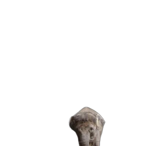 animal, creature, hat, face transparent PNG cut-out