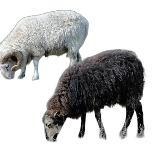 animal, creature, hair, food transparent PNG cut-out