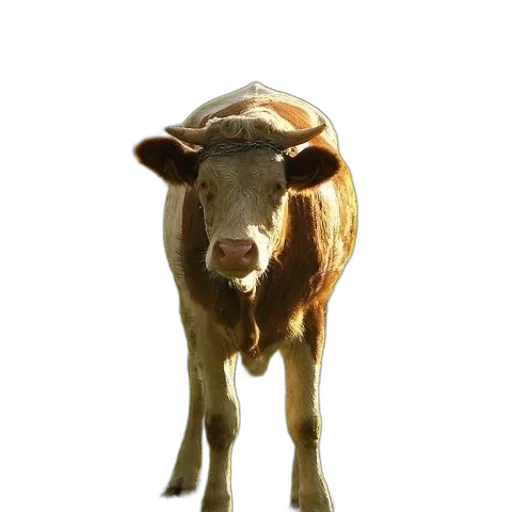 animal, creature, face, mask transparent PNG cut-out