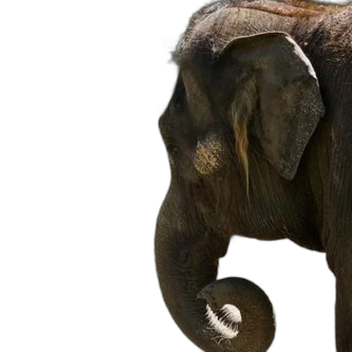 animal, creature, staff, hat transparent PNG cut-out