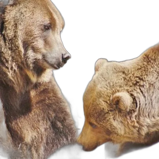 animal, photorealistic, two, brown transparent PNG cut-out