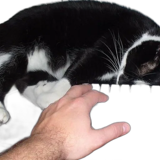 creature, weapon, animal, hat transparent PNG cut-out