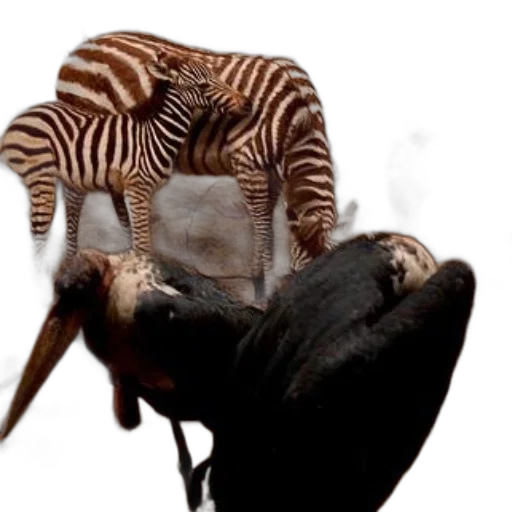 animal, hat, creature, staff transparent PNG cut-out