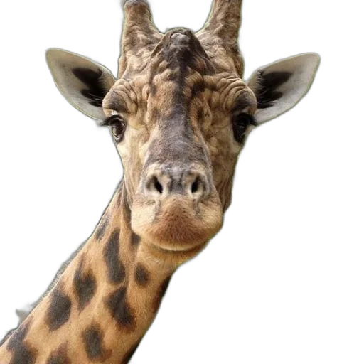animal, face, creature, staff transparent PNG cut-out