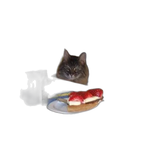 food, shoes, animal, creature transparent PNG cut-out