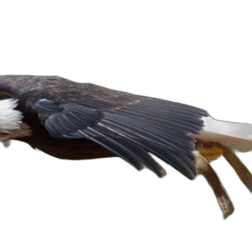 animal, staff, hair, creature transparent PNG cut-out