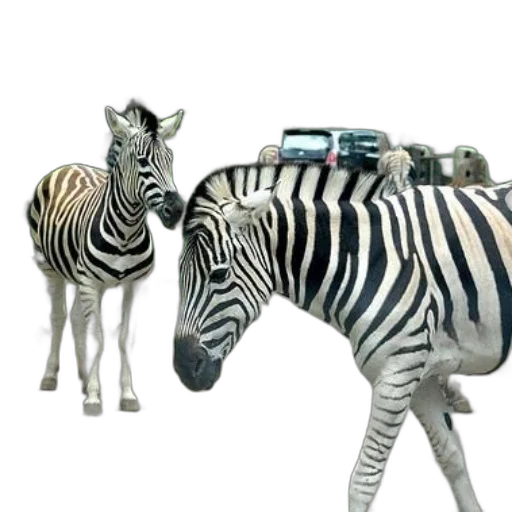 animal, car, jewelry, 3d render transparent PNG cut-out