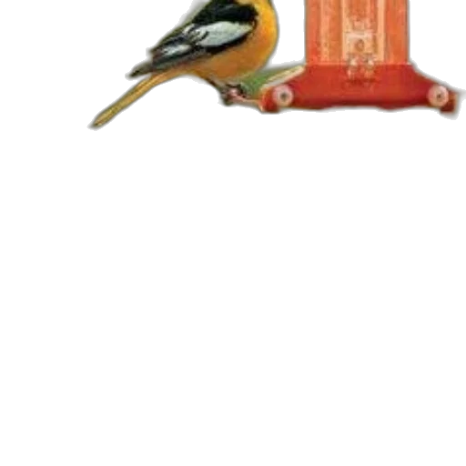 jewelry, animal, staff, furniture transparent PNG cut-out