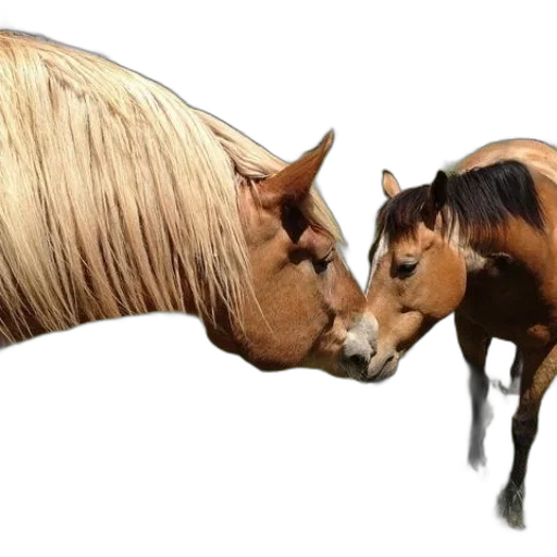 animal, hair, photorealistic, 3d render transparent PNG cut-out
