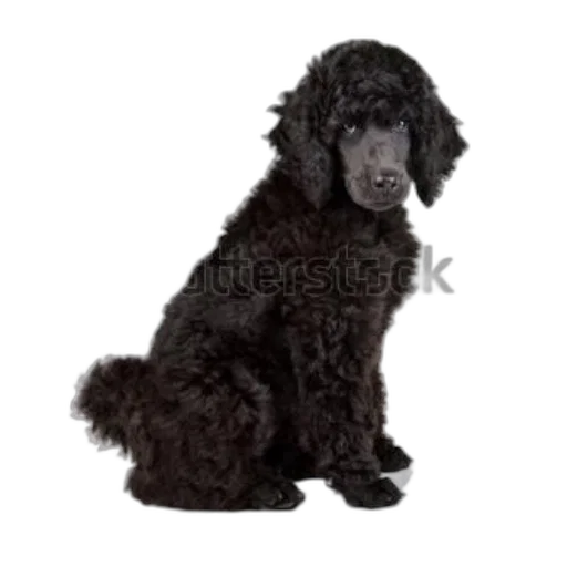 animal, staff, creature, hair transparent PNG cut-out