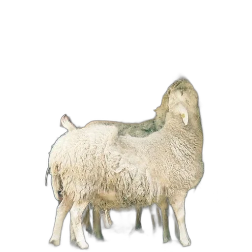 animal, hair, creature, jewelry transparent PNG cut-out