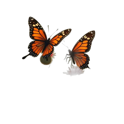 animal, jewelry, creature, shoes transparent PNG cut-out