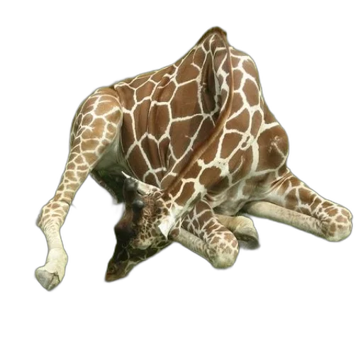 animal, creature, staff, shoes transparent PNG cut-out