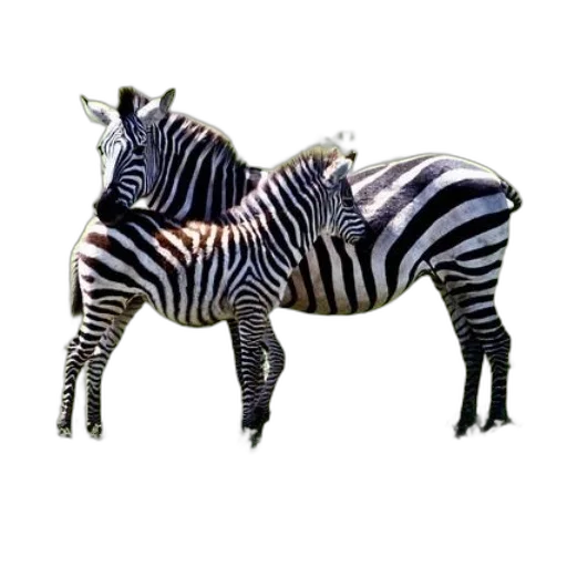 animal, creature, jewelry, furniture transparent PNG cut-out