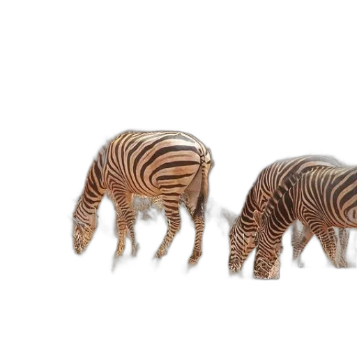 animal, creature, furniture, jewelry transparent PNG cut-out