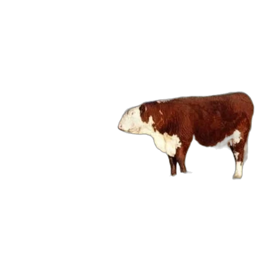 animal, food, creature, hat transparent PNG cut-out