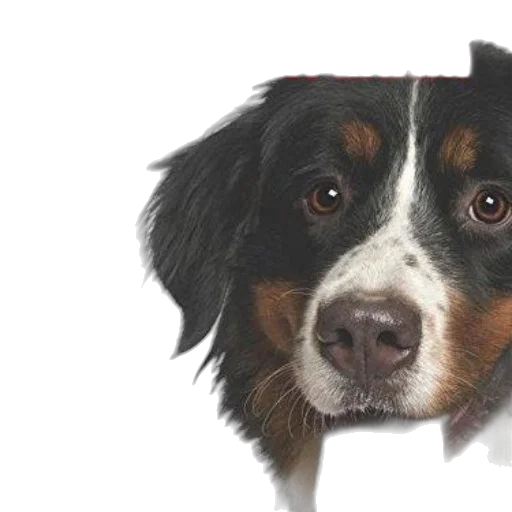 animal, face, staff, photorealistic transparent PNG cut-out