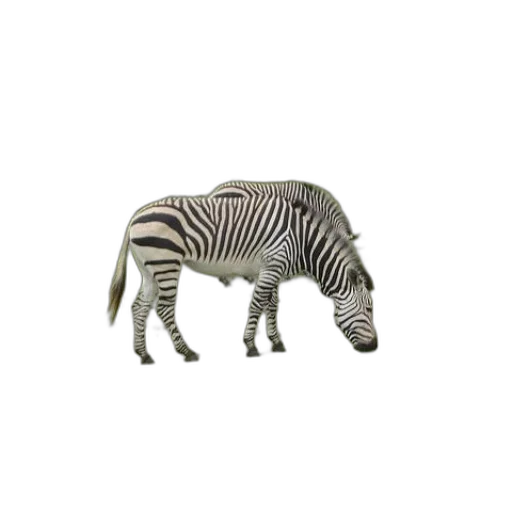 animal, creature, jewelry, hat transparent PNG cut-out