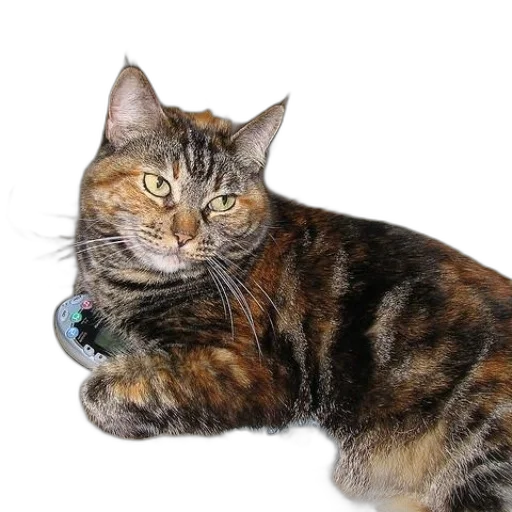 staff, jewelry, animal, creature transparent PNG cut-out
