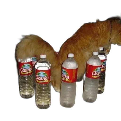 bottle, animal, creature, food transparent PNG cut-out