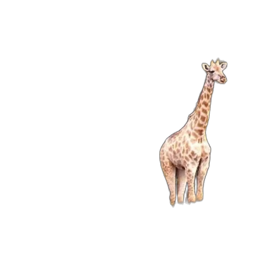 animal, creature, staff, car transparent PNG cut-out