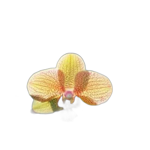 jewelry, flower, crown, hat transparent PNG cut-out