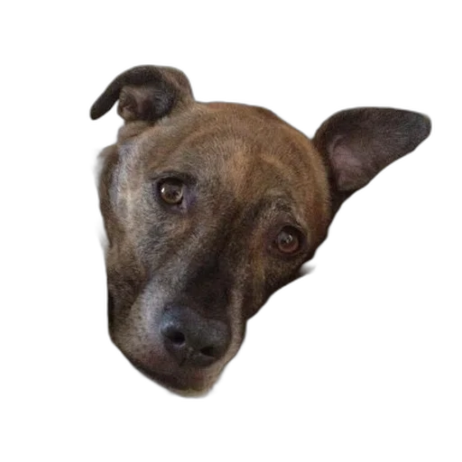 animal, face, creature, staff transparent PNG cut-out