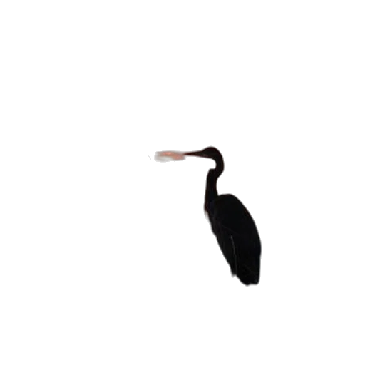 animal, creature, hair, hat transparent PNG cut-out