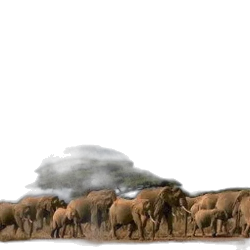 animal, concept art, photorealistic, fog transparent PNG cut-out