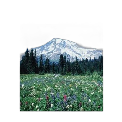 flower, jacket, hat, tree transparent PNG cut-out