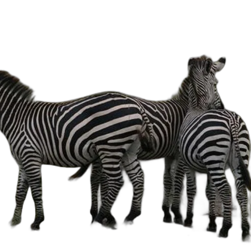 animal, creature, 3d render, photorealistic transparent PNG cut-out