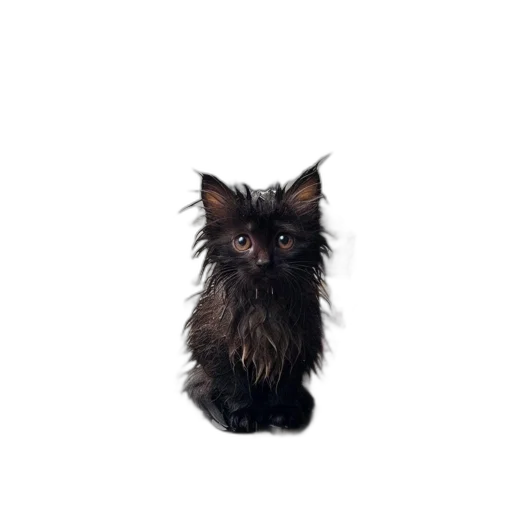 animal, creature, hair, staff transparent PNG cut-out