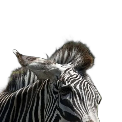 animal, creature, hat, mask transparent PNG cut-out