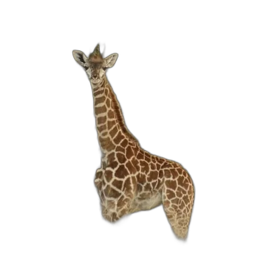animal, jewelry, staff, creature transparent PNG cut-out