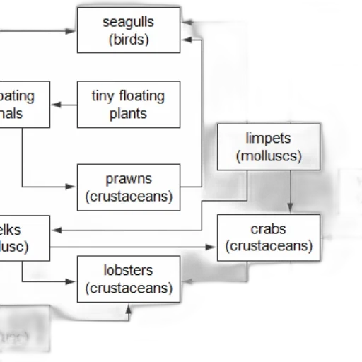 food, web, diagram, showing transparent PNG cut-out