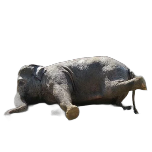 animal, creature, furniture, staff transparent PNG cut-out