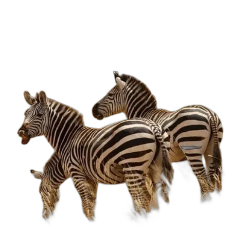 jewelry, animal, furniture, 3d render transparent PNG cut-out