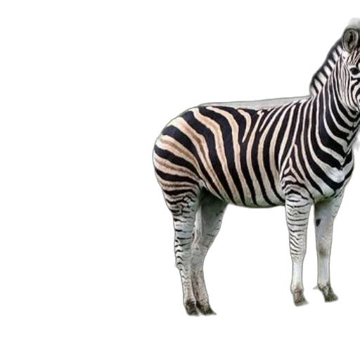 animal, creature, furniture, staff transparent PNG cut-out