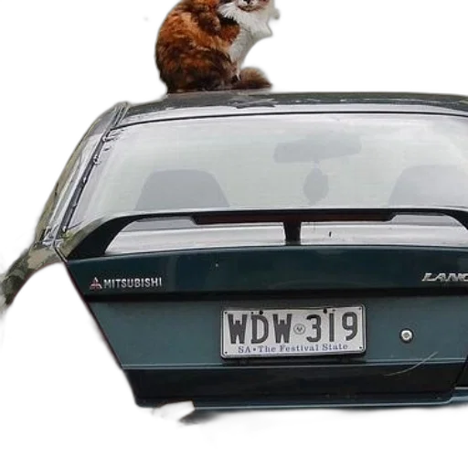 car, animal, cat, sits transparent PNG cut-out