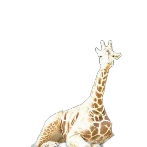 animal, creature, staff, shoes transparent PNG cut-out