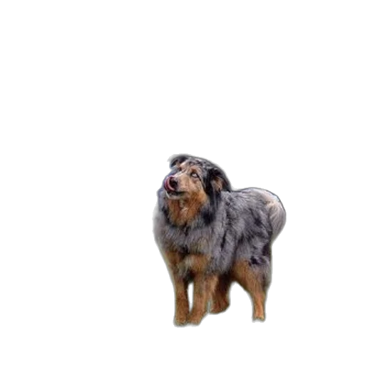 animal, creature, staff, hair transparent PNG cut-out