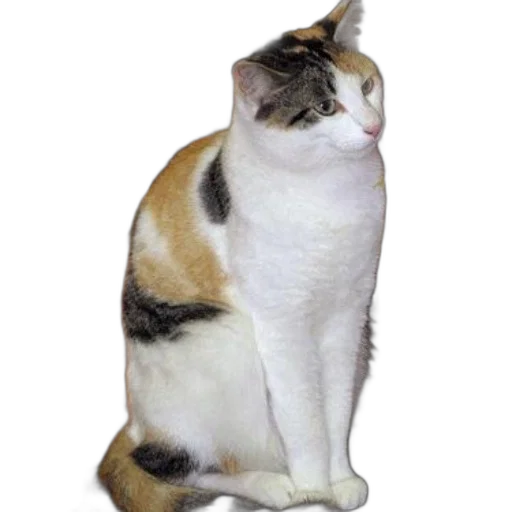 animal, staff, creature, jewelry transparent PNG cut-out
