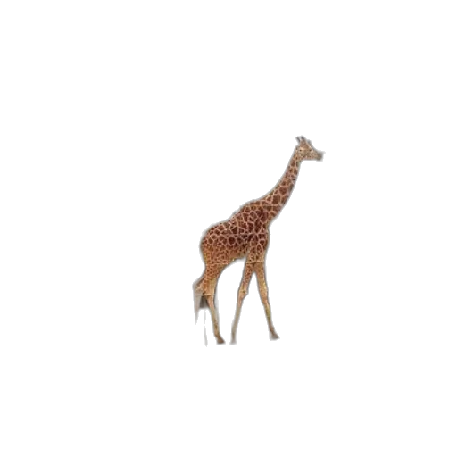 animal, creature, hat, crown transparent PNG cut-out