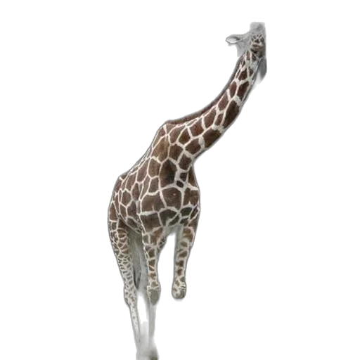 animal, creature, staff, jewelry transparent PNG cut-out