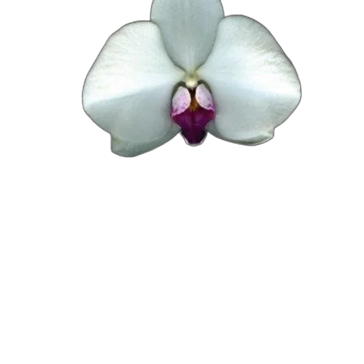 flower, jewelry, crown, staff transparent PNG cut-out