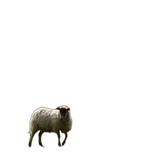 animal, creature, furniture, hair transparent PNG cut-out