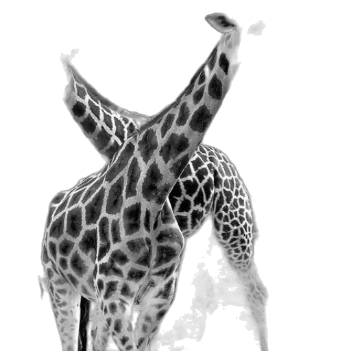 animal, creature, staff, face transparent PNG cut-out