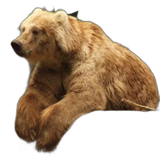 animal, creature, face, staff transparent PNG cut-out