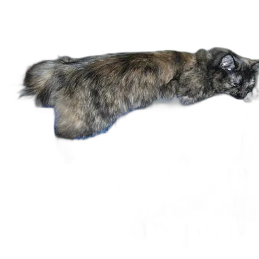 animal, staff, creature, hair transparent PNG cut-out