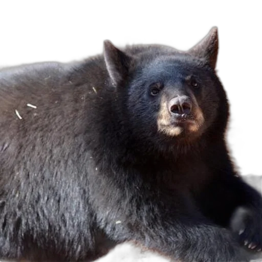 animal, creature, staff, black transparent PNG cut-out